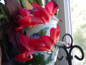 Christmas Cactus in March
