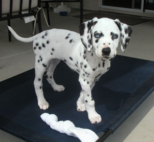 Dottie (Dalmatian)