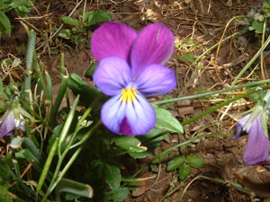 Close-up picture - Pansy