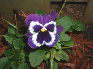 Close-up picture - Pansy