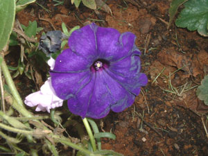 Close-up picture - Petunia