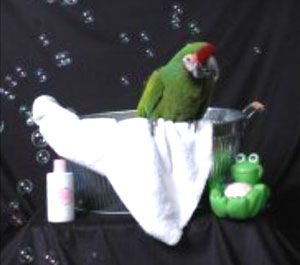 Millie (Military Macaw)