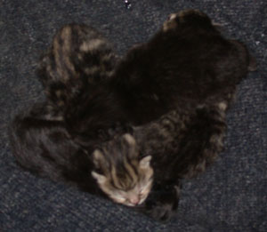 One Day Old Kittens
