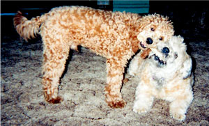 Robbie and Peanut (Poodle and Terrier)