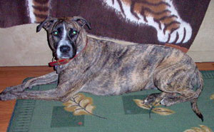 Sadie (Staffordshire Terrier)