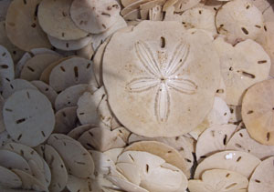 My Collection of Sand Dollars