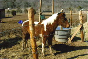 Scout (Welsh Pony Mix)