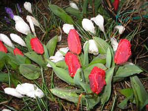 Valentine Collection of Tulips and Crocus