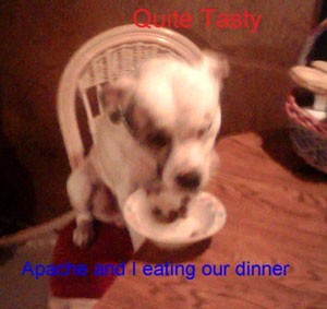 Apache (Pitbull)