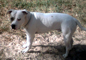 Blu Venus (American Staffordshire)