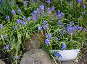 Using Broken Bowls in the Garden