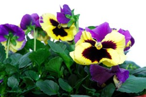 Trade Flowers and Plants with Friends and Save Money