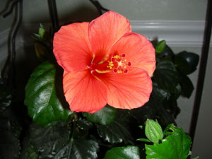My Hibiscus Plant