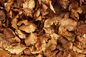 Make Your Own Mulch