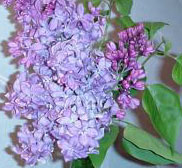 How to Transplant Lilacs