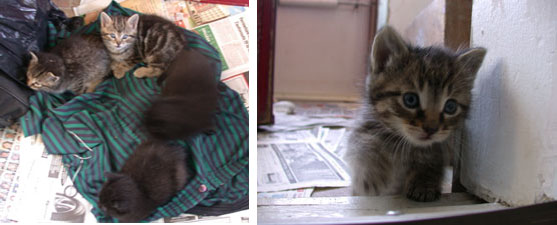 Kittens