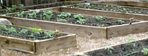 My Raised Garden