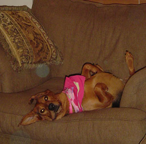 Sadie (Beagle Mix)