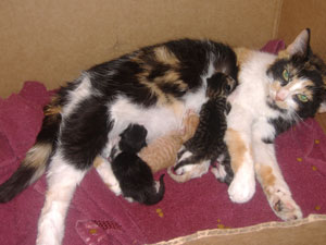 Sprinkles and Kittens