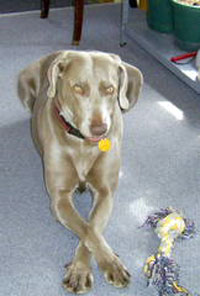 Tawny (Weimaraner)