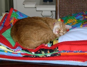 Tigger (Red Tabby)
