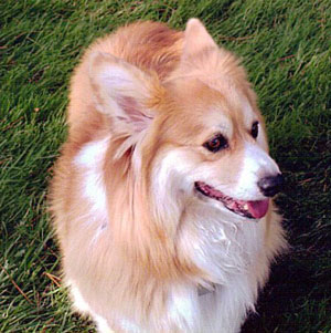 Tucker (Pembroke Welsh Corgi)