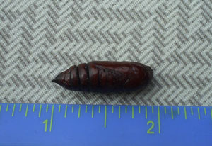What Is This? Unknown Pupa (Crane Fly)