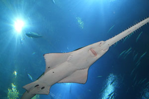 Shark At The Atlanta Aquarium