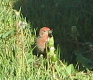 What kind of a bird is this? (House Finch)
