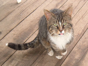 Bob Cat