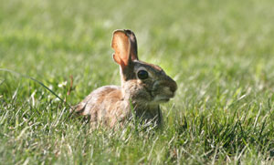 Protecting Plants From Rabbits