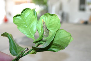 Curling Leaves on a Lemon Tree