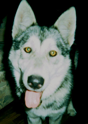 Dakota Star (Timber Wolf/Husky)
