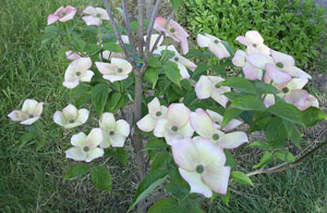 dogwood_close300x196.jpg