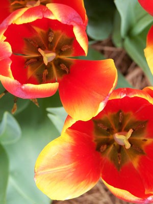 Make a Flower Collage