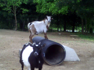 George and Snap (Goats)