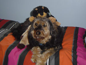 lucy_collie-terrier2_300x22.jpg