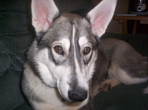 Niko (German Shepherd/Husky)