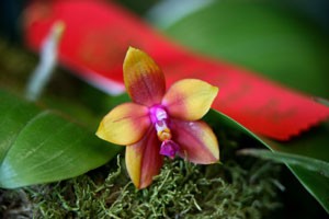 Orchid at Local Show