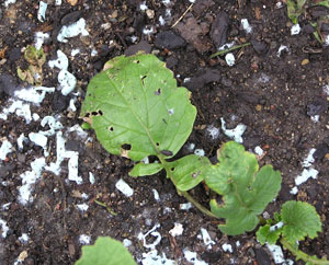 What bug is eating my plants?