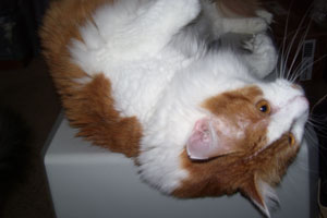 Pumpkin (Maine Coon)