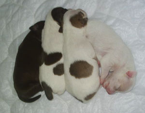 puppies1_300x235.jpg