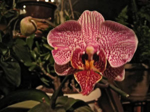 Rescued Orchid