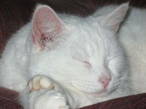 Sarafinnia the Cat