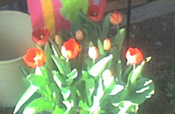 What do I do after tulips have flowered?