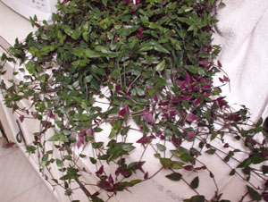 What is this plant? (Wandering Jew)