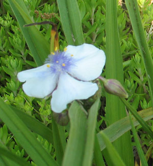 What's the Name of This Bloom? (Spiderwort)