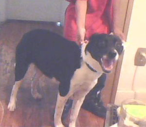 What breed is my dog? (Border Collie)