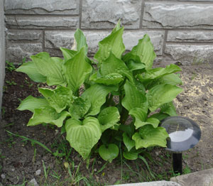 What is this plant? (Hosta)
