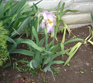 What type of flower is this? (Iris)
